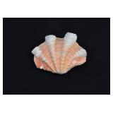 Tridacna Squamose Fluted Scaly Clam Shell