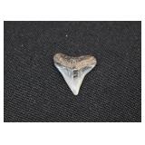 Juvenile Megalodon Shark Tooth Fossil ¾'