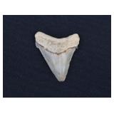 Megalodon Shark Tooth Fossil 2'