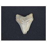 Megalodon Shark Tooth Fossil 2 ¼'