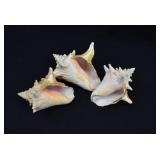 Set of 3 Queen Conch Shells