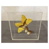 Acrylic Display Box W/Preserved Butterflies