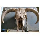 Bovine Skull with Horns and Chain