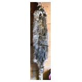 Tanned Raccoon Pelt with Tail and Head