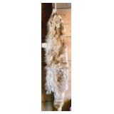 Tanned Raccoon Fur Pelt with Tail