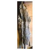 Damaged Bobcat Pelt with Visible Wear