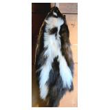 Tanned Skunk Pelt with Black and White Markings