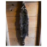 Tanned Raccoon Pelt With Tail and Fur