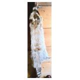 Tanned Raccoon Pelt with Tail