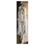 Preserved Cinnamon Raccoon Fur