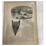 Insectivora Pamphlet(s) Inside Sealed Plastic 1888
