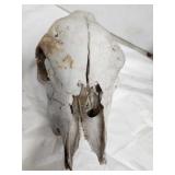 Young Bear, Wolf?? Skull