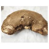 Tree Conk Shelf Mushroom