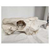 Large Elk??? Skull (Canines Removed)
