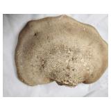 Tree Conk Shelf Mushroom