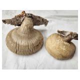 Tree Conk Shelf Mushrooms