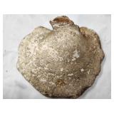 Tree Conk Shelf Mushroom