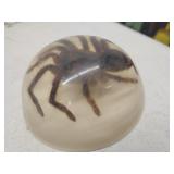 Spider Paperweight