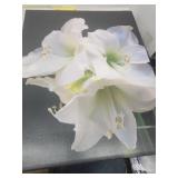 White Amaryiiss
