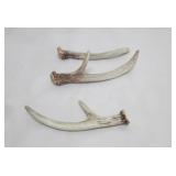 DEER ANTLERS