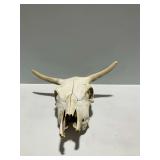 Bovine Skull with Horn Cores and Attached Metal Hanger