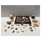 Natural Seashell Display Case with Loose Shells and Minerals