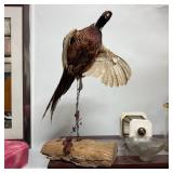 Mounted Taxidermy Pheasant on Wood Base