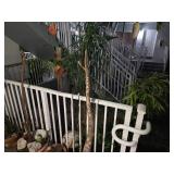 Large Potted Tree with Blue Tape Pot