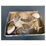 Lot of Seashells