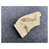 Fish Fossil