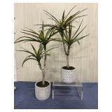 Tabletop Decor Palm Trees