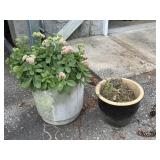 PLASTIC & CERAMIC POTS W PERENNIAL SEDUM