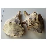 DECORATIVE SEASHELLS CONCH & LIGHTENING WHELK