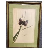Butterfly Print by Allen Montague