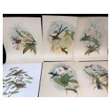 Five John Gould And One T Collum Bird Prints