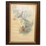 Framed Lithograph of Hummingbirds