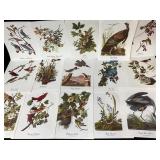 Seventeen Audubon Bird Prints