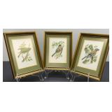 Jay Bird, Green Finch, Bull Finch