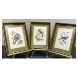 Three Bird Pictures with Identical Frames