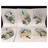 Six Full Color Loose Bird Prints by John Gould