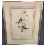 Walter Imp Audubon Lithograph