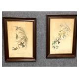 Pair of Vintage Hummingbird Prints