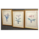 Set of Three Amaryllis Prints by P.J.Redoute