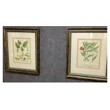 Pair of Antique Botanical Prints