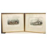 Pair of Hare Prints by JJ Audubon