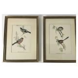Two Framed Vintage Lithographs of Birds
