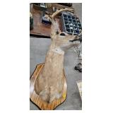 TAXIDERMY DEER MOUNT