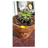 PLANTER / SUCCULENT