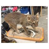TAXIDERMY CAT