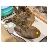 TAXIDERMY BIRD